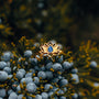 "Balance Ring", un anello in oro con lapis lazuli, appoggiato contro il fogliame naturale, che mostra un design equilibrato ed elegante.